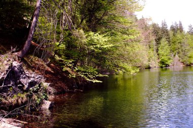 Pfrillsee 'nin karanlık suları etrafını saran yemyeşil ağaçları güzel yansıtır.
