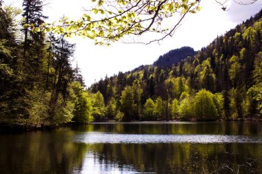Tyrol 'daki sakin Lanqsee Gölü, narin bahar yapraklarıyla çerçevelenmiş yumuşak, bulutlu gökyüzünün altındaki yemyeşil ormanları ve dağları yansıtır.