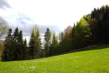 Zarif beyaz çiçeklerle bezenmiş canlı yeşil bir çayır içeren sakin Avusturya manzarası