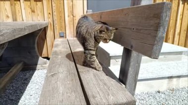 Meraklı bir tekir kedi güneşli bir açık alanda ahşap banklarda neşeyle gezinir. Oyuncu bir tavırla, kırsal bir cazibeye karşı çevresini keşfeder..