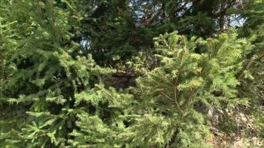 Canlı yeşil dallar rüzgarda hafifçe sallanıyor, doğanın güzelliğini ve sükunetini gösteriyor. Kendini açık havada huzur içinde daldırmak için mükemmel bir gün..