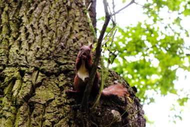 Kırmızımsı kahverengi bir sincap yosunlu bir ağaç gövdesine tünemiş, küçük patilerinde atıştırmalık tutuyor. Yeşil yapraklar ormanda yumuşak, doğal bir zemin oluşturur.
