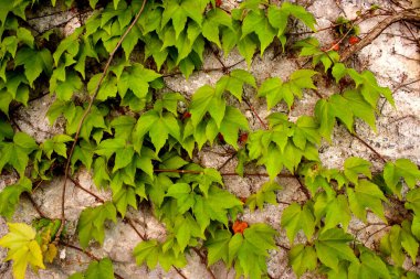 Canlı bir yeşil sarmaşık görüntüsü hararetle taştan bir duvara tırmanır, yaprakları, yaşlı yüzeye karşı yoğun ve dokulu bir duvar halısı oluşturur. Doğal ışık yeşilin değişik tonlarını vurgular.