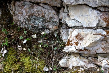 Kufstein, Avusturya 'da yemyeşil yosunlar kayalık yüzeylerle iç içe geçerek sanatsal özelliklerini sergiliyor. Bu huzurlu ortam, Tyrol kırsalının güzelliğini vurguluyor..