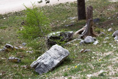 Kufstein, Tyrol 'da yemyeşil bir manzara ortaya çıkar, canlı yapraklar ve engebeli kayalar sergilenir, Avusturya' nın dingin güzelliğini yansıtır vahşi doğayı büyüler..