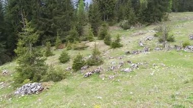 Canlı yeşillikler, yüksek çam ağaçları ve Alplerdeki eşsiz kayalık manzaralarla bezenmiş pitoresk dağlarda dolaşmak doğa severler için görsel bir zevk..