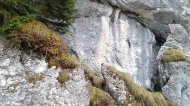 Alpens 'in nefes kesen kayalık arazisinde yolculuk, yemyeşil bitki örtüsünün sabahın yumuşak ışığı altında güçlü uçurumlara sarıldığı, doğanın güzelliğini ve sükûnetini ortaya koyan.
