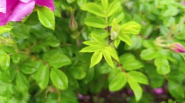 Doğanın rahatlatıcı özünü, yemyeşil yapraklar arasında meditasyon yaparken tecrübe edin. Rahatlamayı ve dünyayla bağlantıyı teşvik eden neşeli bir atmosfer yaratın..