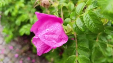 Çiyden öpülmüş çiçeklerin açtığı yemyeşil bir bahçede neşeli bir meditasyonla huzurlu bir an yaşayın. Doğanın özünü yakalayın. Sarılın ve rahatlatın..