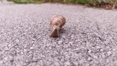 Bir bahçe salyangozunun hassas hareketine dikkat edin. Etrafı yeşilliklerle dolu, dokulu beton bir yüzey boyunca yavaşça hareket ediyor..