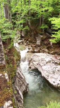 Almanya 'daki Tatzelwurm nehri, yemyeşil ve kayalık oluşumlarla çevrili canlı bir orman boyunca uzanır ve ziyaretçileri sakin atmosferin ve doğal güzelliğin tadını çıkarmaya davet eder..