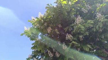 Güneşli bir bahar gününde canlı bir parkta, açık mavi gökyüzüne karşı beyaz çiçeklerle kaplı bir ağaç, ziyaretçiler ve doğa severler için sakin bir atmosfer yaratır..
