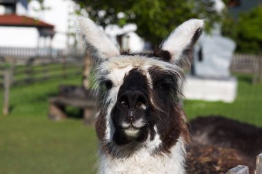 Bir lama, bir çiftlik ortamında durup, meraklı bir şekilde izleyiciye bakıyor. Güneş manzarayı aydınlatıyor. Lamaların kürkünü ve ağaçların ve binaların yemyeşil arka planını vurguluyor..