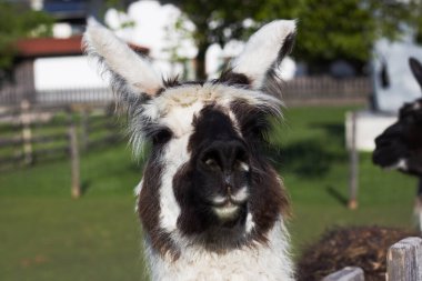 Dost canlısı bir lama çite yakın duruyor, güneşin altında güneşleniyor. Bereketli yeşil çimenler, arka planda görünen bir çiftlik evi ve ağaçlarla çevrili ve huzurlu bir atmosfer yaratıyor..