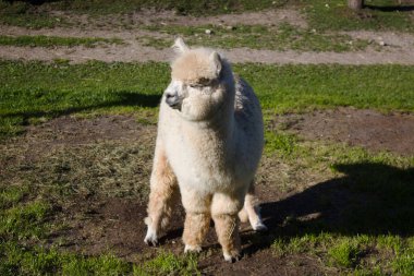 Tüylü bir alpaka güneşli bir açık havada çimlerin üzerinde duruyor, sıcak havanın tadını çıkarıyor. Hayvan sakin görünüyor. Etrafı güneş ışığıyla çevrili sakin bir manzara..