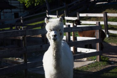 Yumuşak beyaz bir alpaka merakla bir çitin arkasından bakar, sakin bir kırsal kesimde diğer hayvanlarla birlikte sıcak güneş ışığının tadını çıkarır..