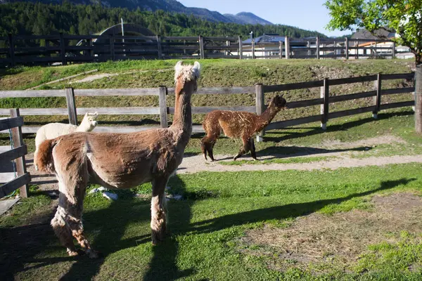 İki alpaka, gün ışığında arka planda dağlar olan ahşap bir çitin yakınındaki çimenli bir alanda geziniyor..