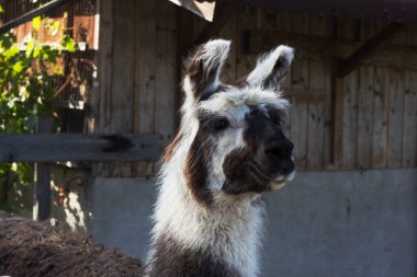 Ayırt edici kürk renklerine sahip bir lama, açık gökyüzünün altında yeşil ve kırsal cazibeyle çevrili ahşap bir ahırın yanında sakince poz verir..