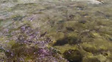 Akan nehir suyu dipte güneş ışığı altında parlayan pürüzsüz taşları ortaya çıkarır. Barışçıl atmosfer, canlı bir doğa ortamında sükuneti sergiliyor..