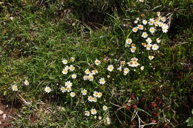 Kufstein yakınlarındaki Tyrol, Avusturya 'da canlı kır çiçekleri çimenli araziyi dolduruyor. İlkbahar bu güzel dağlık alana hayat getirdi, göz kamaştırıcı doğal renkler yarattı..