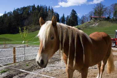 Süslü yeleli çarpıcı bir at çitli bir alanda duruyor. Bereketli yeşil tarlalar ve uzak tepeler güneşli bir günde Avusturya 'nın Tyrol kentinde sakin bir manzara yaratır..