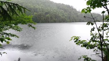 Yumuşak yağmur damlaları, sakin göl üzerinde dalgalanmalar oluşturur. Yoğun ağaçlar, sakin bir atmosferde manzarayı çerçeveler. Doğadaki sessiz bir an yalnızlığın güzelliğini vurgular..