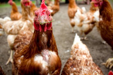 Tavuklar sıcak bir sonbahar gününde yiyecek arayarak Kaisertal 'da özgürce dolaşırlar, Tyrol. Canlı tüyleri ve meraklı doğaları kırsal alana hayat getirir..