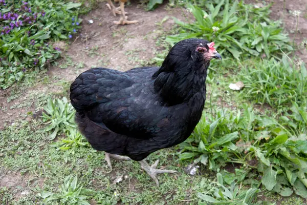 Siyah bir tavuk, Tyrol 'daki Kaisertal' ın yemyeşil çimenliklerini keşfeder. Canlı kırsal atmosferi ve doğa ile çiftlik hayatı arasındaki ahenkli ilişkiyi gözler önüne serer..