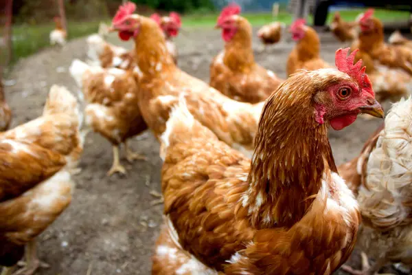 Tavuklar Kaisertal 'ın zengin, çimenli tarlalarında özgürce dolaşır, güneşin sıcaklığının ve doğanın güzelliğinin tadını çıkarırlar..