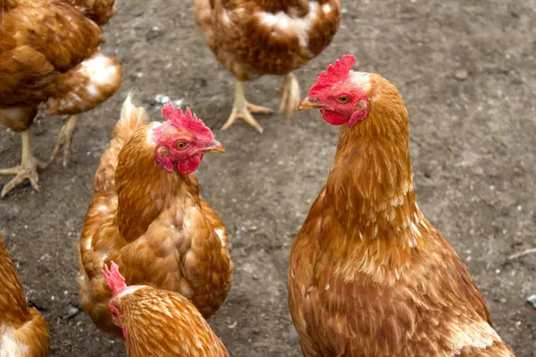 Bir grup tavuk, Kaisertal, Tyrol 'da güneşli bir öğleden sonranın sıcaklığının tadını çıkarırken iki önde gelen tavukla birlikte yumuşak toprakta toplanır..