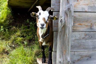 Neşeli bir ifadeye sahip bir keçi, güneşli bir öğleden sonra Avusturya 'nın Tyrol kentindeki yemyeşil Alp arazisindeki ahşap bir yapının arkasından tuhaf bir şekilde gözetliyor..