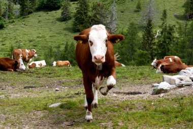 Kahverengi ve beyaz bir inek Avusturya 'nın Alp Tyrol kentindeki canlı yeşil bir çayırda enerjik bir şekilde ilerlerken diğer sığırlar güneşli gökyüzünün altında huzur içinde otlarken,.