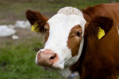 Avusturya 'nın Tyrol kentinin yeşil tarlalarında gururla duran belirgin işaretleri olan nazik bir inek. Güneş, hayvanın yemyeşil çevresinden ve temiz havadan keyif aldığı gibi ışıl ışıl parlıyor..