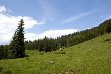 İneklerin huzur içinde otladığı Avusturya 'nın Alp Tyrol kentindeki arazide yeşil çayırlar uzanıyor. Güneşli atmosfer ve mavi gökyüzü dağlarda huzurlu ve huzurlu bir ortam yaratır..