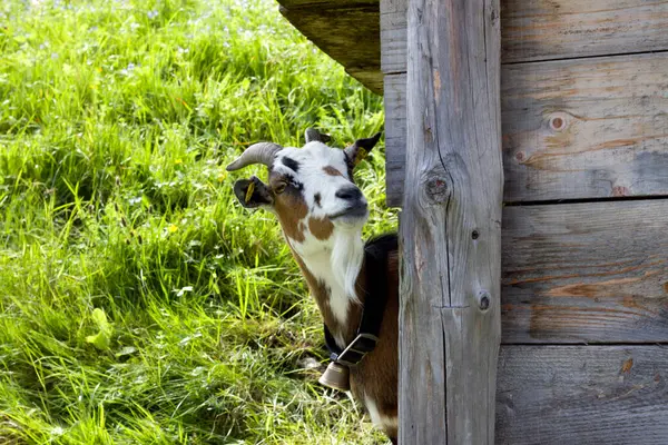 Ayırt edici işaretlere sahip bir keçi, Avusturya 'nın Tyrol kentinin yemyeşil Alp arazisindeki kırsal ahşap bir kulübede, çevresini keşfeder..