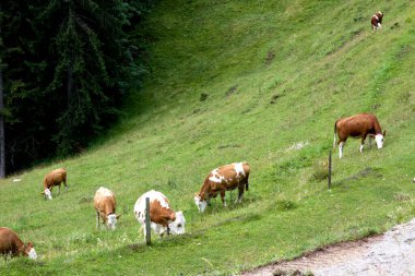 Avusturya 'nın Tyrol kentinin pitoresk bir manzarasında birkaç inek canlı yeşil bir yamaçta huzur içinde otluyor. Sıcak öğleden sonra ışığı pastoral manzarayı vurgular, sakin bir atmosfer yaratır..