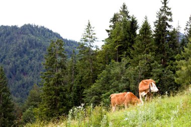 İki inek Avusturya, Tyrol 'da yemyeşil bir çayırda rahatça otluyor. Çevrelerinde yüksek ağaçlar ve yuvarlanan tepeler bulunmakta ve görkemli dağlar resim gibi bir zemin hazırlamaktadır. Yumuşak bulutlu gökyüzü bu sakin rura 'ya sakin bir ortam ekler.