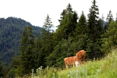 İki inek Avusturya 'nın güzel Tyrol bölgesinde çimenli bir yamaçta otluyor. Yoğun ormanlar ve görkemli dağlarla çevrili sakin ortam, bu manzaralı dağlık arazide huzurlu kırsal yaşamı gözler önüne seriyor..