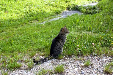 Güzel desenli bir tekir kedi canlı yeşil çimenlerin üzerinde rahat bir şekilde uzanıyor. Sessizce oturur ve etrafını dikkatle izler. Güneş tepemizde parıldar.. 