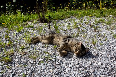 Güneşin altında güneşlenen güzel bir tekir kedi. Etrafını saran rengarenk kır çiçekleri huzur dolu bir vaha güzelliğini daha da güzelleştiriyor..