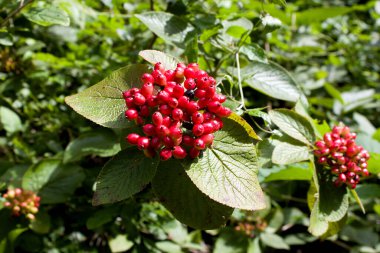 Yapraklı dallardaki kırmızı dut kümeleri yaz sonlarında canlı bir ormanın özünü yakalıyor. Doğanın bereketli güzelliğini ve karmaşık ayrıntılarını gözler önüne seriyor.