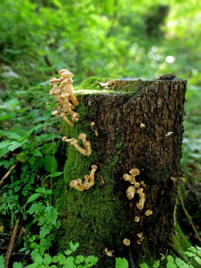 Güneşli bir öğleden sonra yemyeşil bir ormanda, yosun kaplı bir ağaç kütüğünde yetişen mantarlar doğanın güzelliğini ve ekosistemlerin uyumunu gözler önüne seriyor.