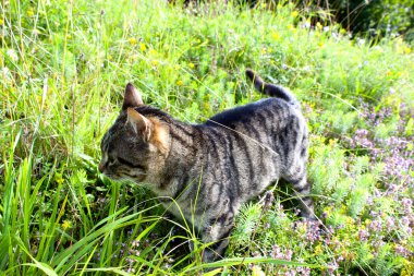 Meraklı bir tekir kedi sıcak yaz güneşi altında renkli kır çiçekleriyle dolu canlı bir çayırı keşfediyor. Keskin bir ilgiyle, yemyeşil otları ve narin çiçekleri koklar.
