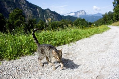 Güneşli bir günde dağlarla ve yeşilliklerle çevrili bir yolu keşfeden vahşi tekir kedi, canlı bir açık hava ortamında doğanın ve vahşi yaşamın özünü yakalıyor.