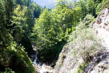 Yeşil bir orman, kayalık kıyıları ve güneş ışığının gölgelikten süzüldüğü, uzak bir vadideki doğanın barışçıl güzelliğini vurgulayan, nazikçe akan bir nehri kucaklıyor..