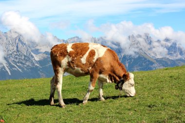 Kahverengi ve beyaz bir inek parlak mavi bir gökyüzünün altında canlı yeşil bir çayırda otlar. Arka plandaki görkemli dağlar huzurlu manzaraya eklenerek huzurlu bir kırsal manzara yaratıyor..