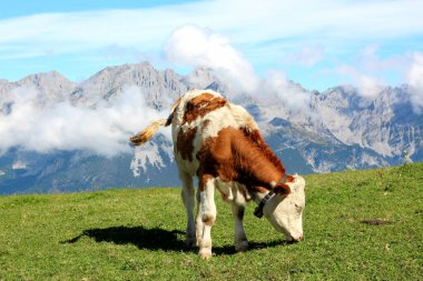 Kahverengi ve beyaz benekli genç bir buzağı güzel bir çayırda yemyeşil çimlerle otluyor. Dağları çevreleyen ve kabarık bulutlar açık bir günde pitoresk bir manzara yaratır..