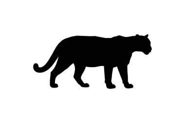 Yürüyen büyük bir kedinin siyah silueti, muhtemelen bir kaplan, panter ya da leopar, beyaz arka planda yan profilde görünüyor. Orman veya vahşi yaşam temalı tasarımlar için uygun vahşi bir yırtıcının güçlü ve gösterişli bir temsili.