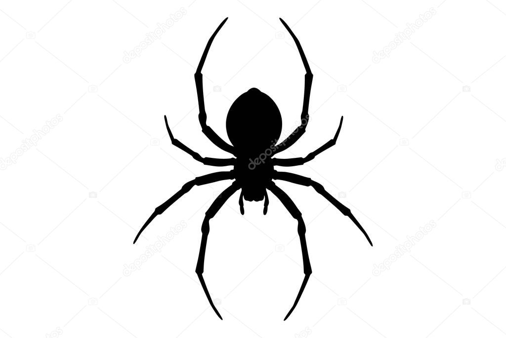 Detailed black spider silhouette illustration on a plain white background. Ideal for Halloween designs, creepy crawlies artwork, horror decor, gothic tattoos, and spooky-themed digital or printable projects.