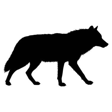 Kurt silueti. vektör siyah kurt izole edildi.